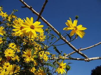 Low angle view of yellow flowering plant against clear blue sky