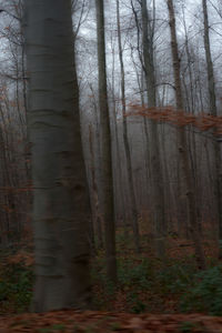 Trees in forest