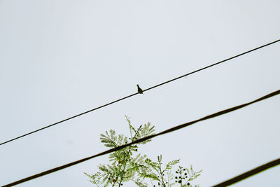 Low angle view of birds perching on cable