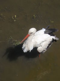 High angle view of bird in lake