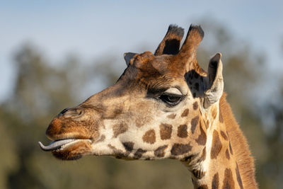 Giraffe portrait 