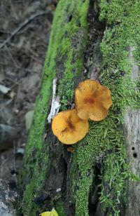 Close-up of yellow mushroom growing on tree trunk