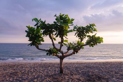 Tree at beach against sky