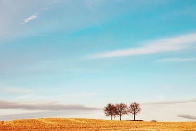 Trees on field against sky