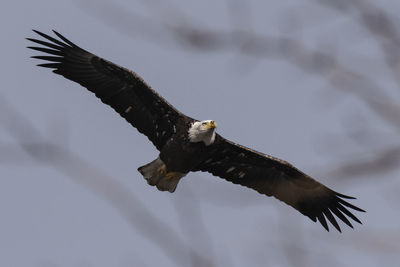 Low angle view of eagle flying in sky