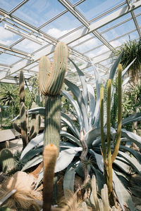 Low angle view of cactus plant growing in greenhouse