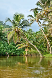 Palm trees against sky