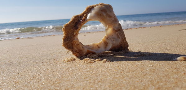 Close-up of driftwood on beach