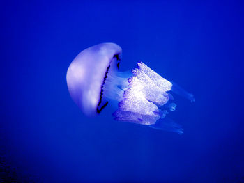 Close-up of jellyfish swimming in sea