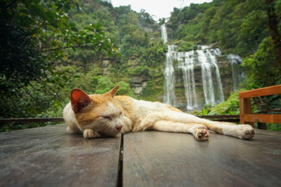 Cat resting on a tree