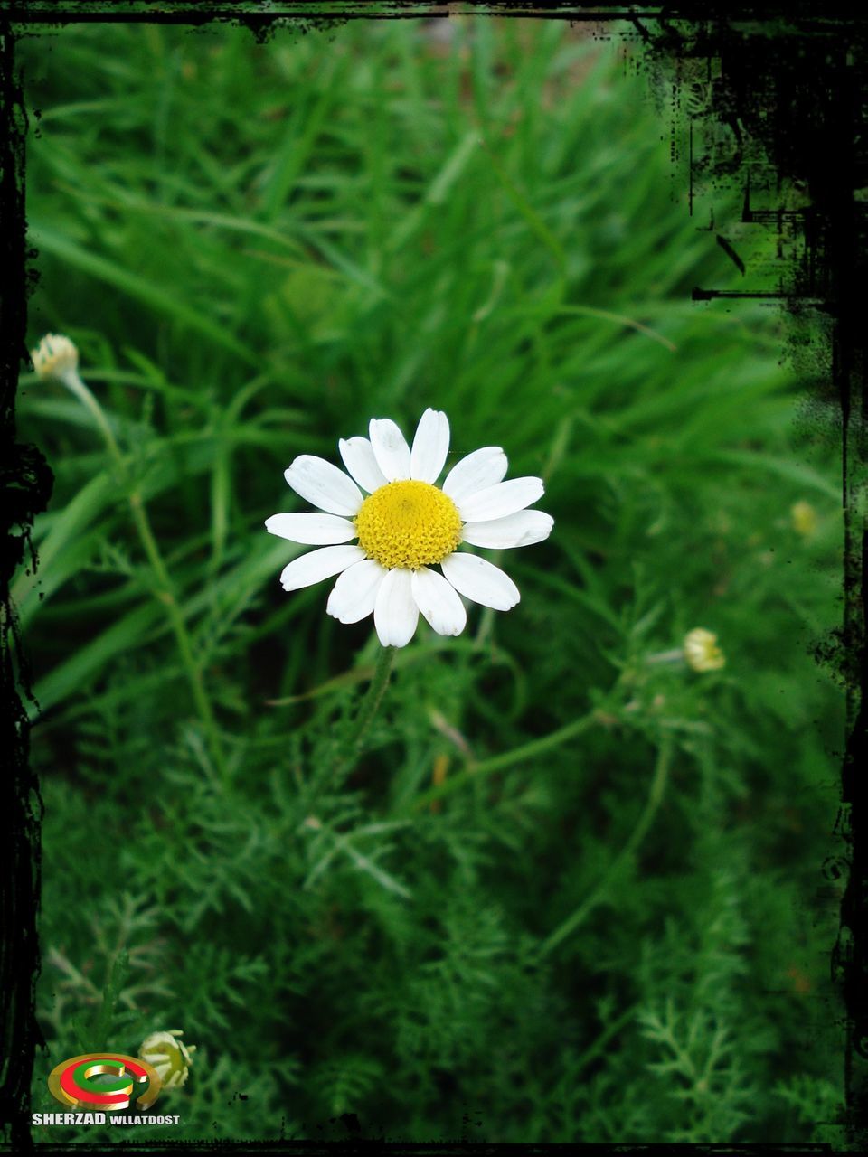 flower, freshness, petal, fragility, growth, flower head, blooming, yellow, daisy, transfer print, beauty in nature, plant, white color, focus on foreground, nature, field, wildflower, green color, auto post production filter, pollen