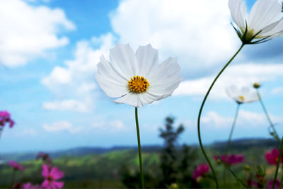 Close-up of cosmos flower against sky