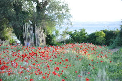 Red flowering plants on field against sky