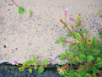 Close-up of ivy growing on plant