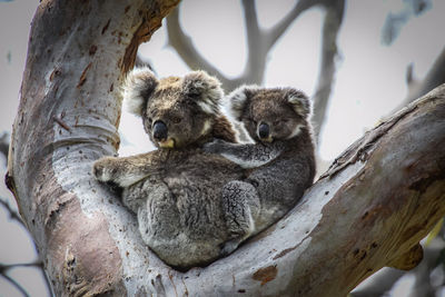 Close-up of koala with baby relaxing on a tree