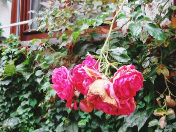 Close-up of pink flowers blooming in park