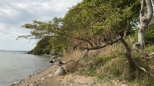 Tree by sea against sky