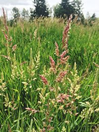 Plants growing on grassy field