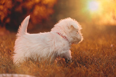 Puppy dog running on grassy field