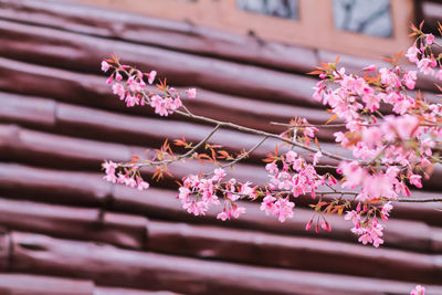 Close-up of pink flowering plant