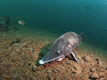 Sturgeon fish swimming in freshwater lake under water