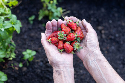 High angle view of hand holding strawberries