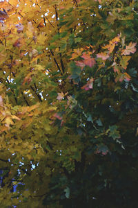 Close-up of tree growing in autumn