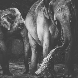 Close-up of elephants in lake