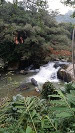 Scenic view of waterfall in forest