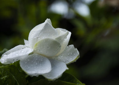 Close-up of wet white rose flower