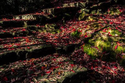 Full frame shot of red flowering plants