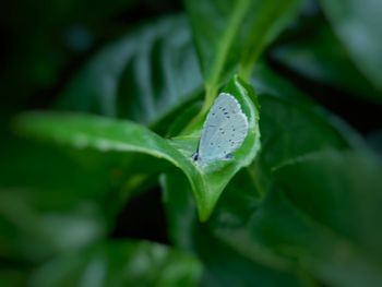 Close-up of raindrops on leaves