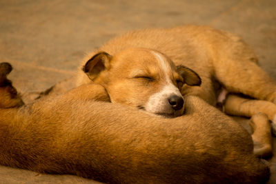 Dog sleeping