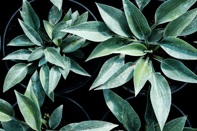 Full frame shot of plant