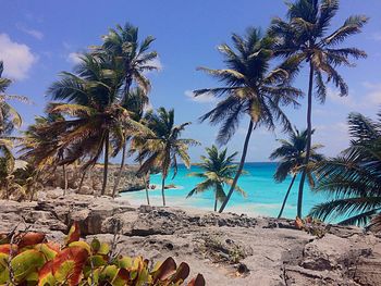 View of palm trees on calm beach