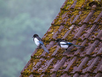 Low angle view of bird perching on rock