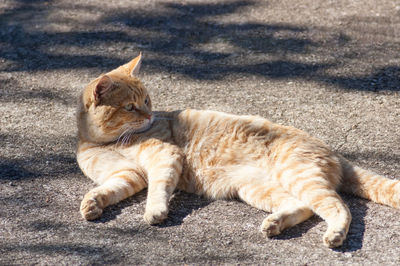 Cat lying on a dog