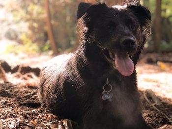 Close-up portrait of black dog on field