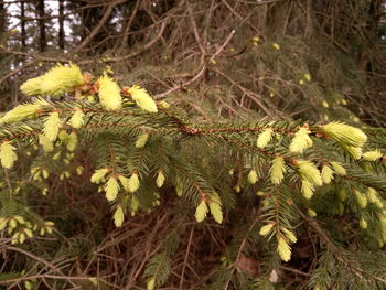 Close-up of fern in forest