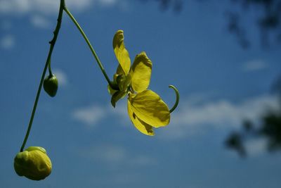 Close-up of yellow flower