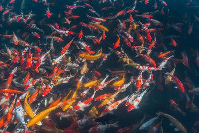 High angle view of koi carps swimming in lake