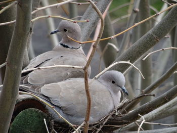 Close-up of bird perching on tree