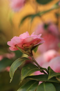 Close-up of yellow flowering plant