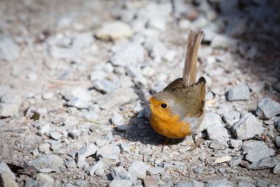 High angle view of bird on field