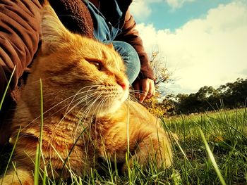 Close-up of a cat on field