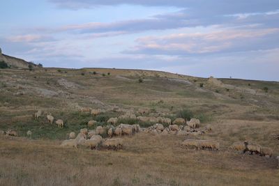 Scenic view of landscape against sky