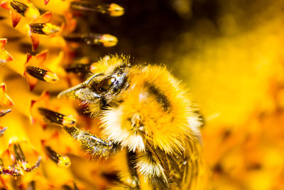 Close-up of bee pollinating on yellow flower