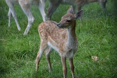 Deer on grassy field