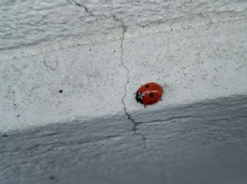 Close-up of ladybug on wall