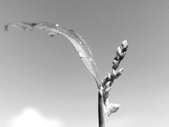 Close-up of flowering plant against sky